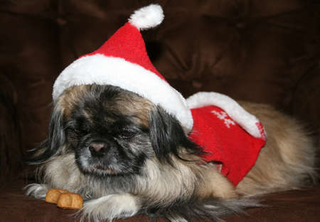 Pekingenese wearing Christmas outfirの写真素材
