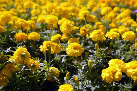 Flower-bad with many yellow flowers