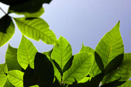 Leafs on the blue backgroundの写真素材