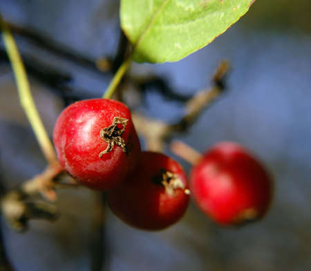 Fresh berries