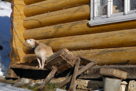 Dog protecting homeの写真素材