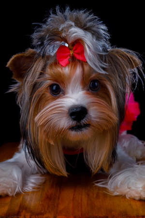 Beautiful small doggy puppy york terrierの写真素材