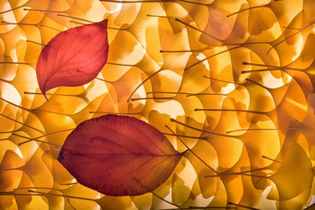 Autumn background composed from overlapped gingko biloba leaves and two red leaves