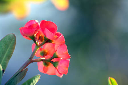 Flower1の写真素材