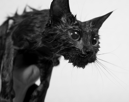 Cute black soggy cat after a bath, funny little demonの写真素材