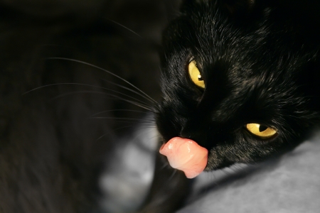 black cat licking and looking to you with bright yellow eyes の写真素材