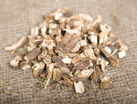 Dried natural wild chicory (dry medicinal herbs)の写真素材
