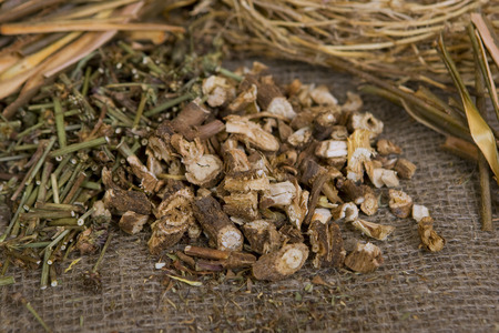 Dried natural wild chicory (dry medicinal herbs)の写真素材