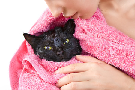 Woman holding Cute black soggy cat after a bath, drying off with a towel after bath の写真素材