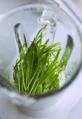 Wheat Green Seeds in blender (mixer), a Raw Food Diet. Healthy Vegetarian Food concept: Germination of Wheat at home, Growingの写真素材