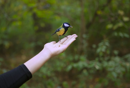 Chickadee Eats with Palms, Bird perched on a Woman's Hand and Eating bird seed on a Blurred Green Forest Background. Close-up. Walk in the Woodsの写真素材