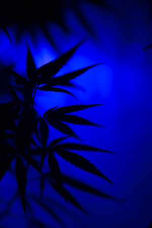 Marijuana leafs - Hemp bush. Marijuana growing. Cannabis abstract bright blur background, blue lense effect, soft focusの写真素材