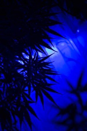 Marijuana leafs - Hemp bush. Marijuana growing. Cannabis abstract bright blur background, blue lense effect, soft focusの写真素材