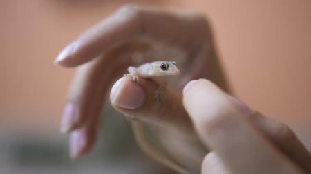 Gecko lizard on the human hand Close-up. Little cute Gecko in woman's hand on Light beige Blurred background. Gecko in the asian house. Asian exotic tropical reptilesの写真素材