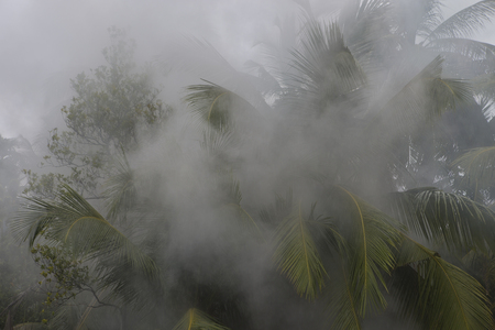 Fire in the rainforest. Forest in the smoke. Smoke poured in the Tropical palm jungle. Palm trees in the jungle of India. Fires in the forests of Asia during the drought season. natural disasterの写真素材