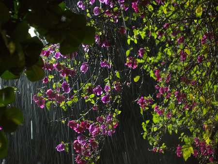 Flower in Rain. Beautiful purple Garden Flowers in Rain at the black night background. Summer nature dark background. Rainstorm and Night flowering bushes In Asia (Thailand, Sri Lanka, India, Bali). Water drops. Rainy seasonの写真素材
