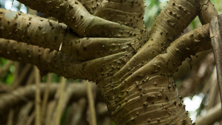 A peculiar prickly Tree in the Beautiful green rainforest. Tropical jungle forest. Wild nature, wildlife. Trees and Exotic plants of Asia. Texture of the barbed barkの写真素材