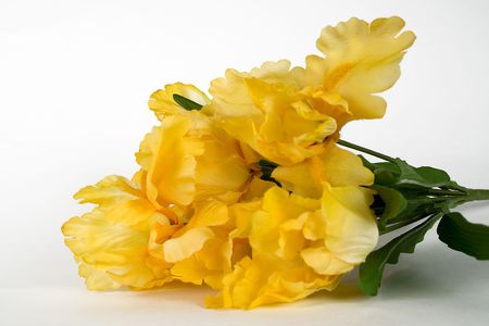 flowerの写真素材