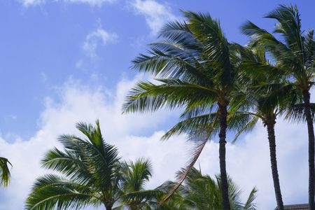 A blue sky and palm trees.
