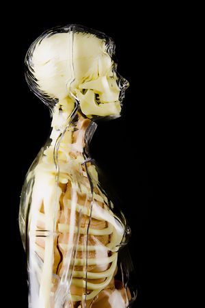 Anatomyの写真素材