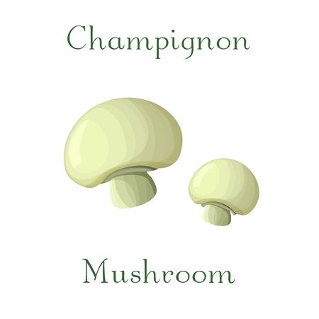 champingnon mushroom illustration. hand drawn cremi champingnon isolated on white background.の写真素材