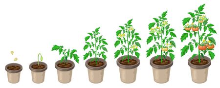 tomato plants in pot. tomatoes growth stages from seed to flowering and ripening. vector illustration of healthy tomatoes life cycle isolated on white backdrop.organic gardening. city farm infographic.のイラスト素材