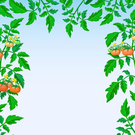vector banner or background with tomato branches frame. red ripe tomatoes, green leaves square composition with place for text on blue sky backdrop. vegetable frame. organic healthy food label, poster.のイラスト素材