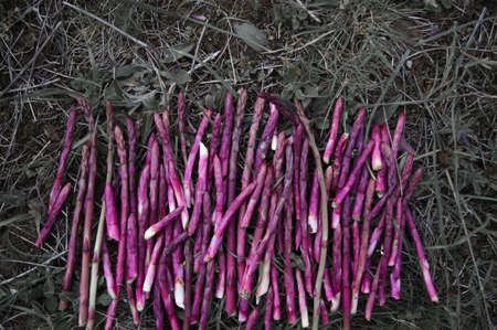 Raw fresh wild asparagus on a natural background. The concept of healthy food, diet.の写真素材