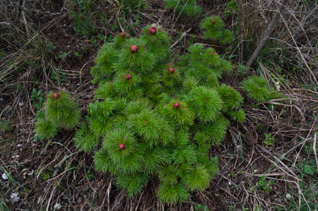 Buds of wild Crimean peony flower Paeonia tenuifolia .Beautiful flowers peonies in nature.の写真素材