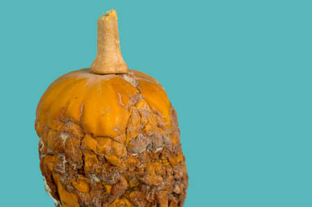 Wrinkled and moldy pumpkin isolated on blue pastel background. Aging concept. ugly vegetables. Non-standard, funny vegetables. The concept of ecology, gmo. Healthy food. Copy space.の写真素材