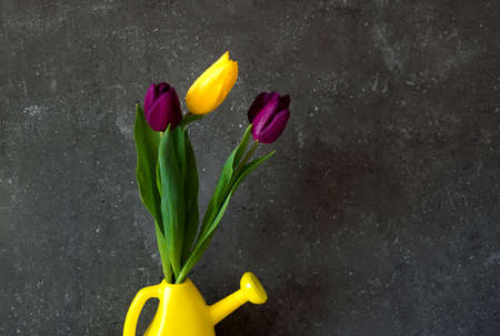 Bouquet of yellow and purple tulips on a dark concrete background in a yellow lek. Copy space.の写真素材