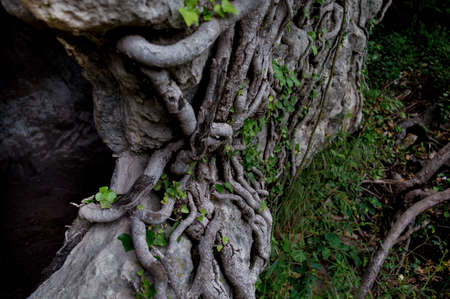 Natural background rock and plants. Creeping plants on stones.の写真素材