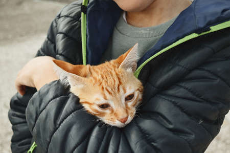Ginger kitten in the hands of the boy. Homeless, sad. Pets. Animal love. Human-animal relations, help to animals.の写真素材