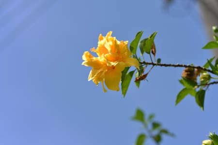 Hibiscusの写真素材