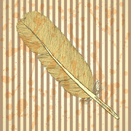 Sketch feather, vector vintage background のイラスト素材