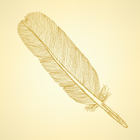 Sketch feather, vector vintage background のイラスト素材