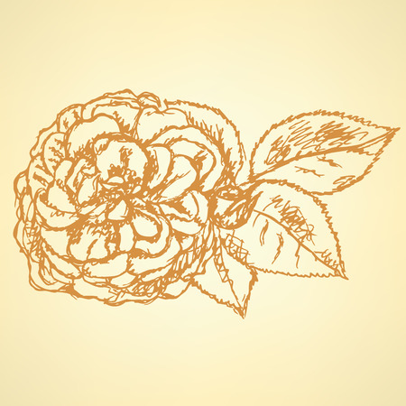 Sketch rose with leavesのイラスト素材