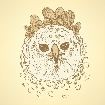 Sketch harpia bird head in vintage style, vectorのイラスト素材