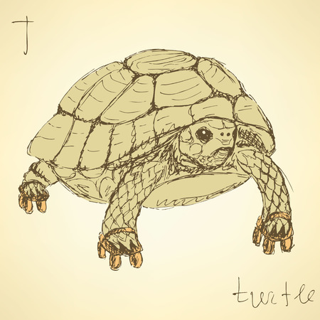 Sketch fancy turtle in vintage style, vectorのイラスト素材