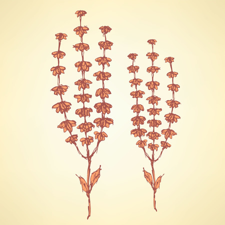 Sketch basil herb in vintage style, vectorのイラスト素材