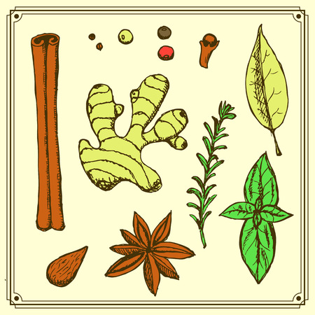 Sketch spices and herbs in vintage style, vectorのイラスト素材