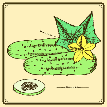 Sketch cucumbers set in vintage style, vectorのイラスト素材