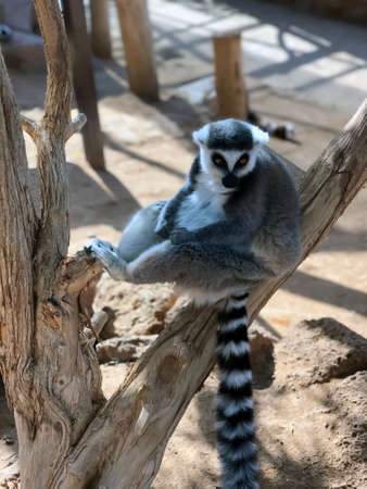 Monkey Lemur, Tenerife, Canary Islands, Spainの写真素材