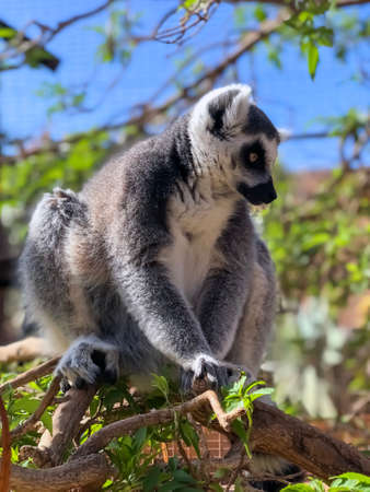 Monkey Lemur, Tenerife, Canary Islands, Spainの写真素材