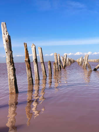 Pink salt lake in Crimeaの写真素材