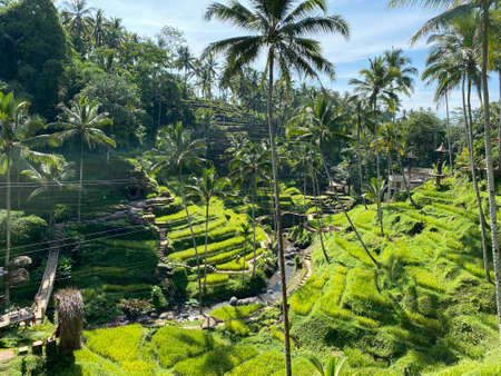 Beautiful rice terraces in the moring Tegallalang village, Ubud, Bali, Indonesiaの写真素材