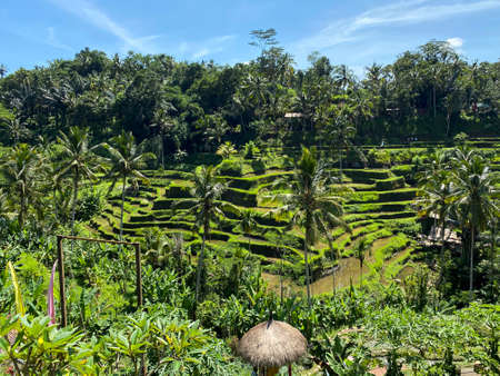 Spectacular rice fields in narrow walley, to north of Ubuの写真素材