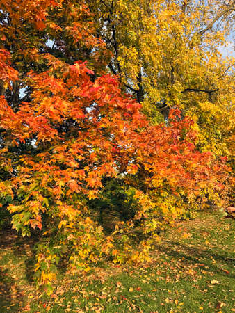 Colourful Nature: Autumn Beauty in the Park - stock photo