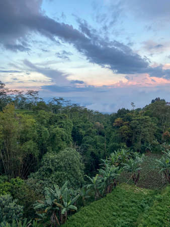 Tegallalang Rice Terraces, Bali, Indonesia - stock photoの写真素材