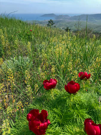 Scenic View Of a meadow grass and flowers of colours by the sea against skyの写真素材